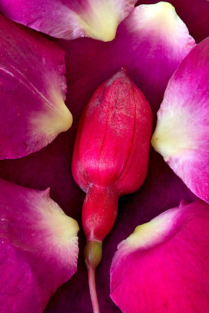 Flowwer_6440