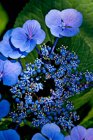Flower_6013