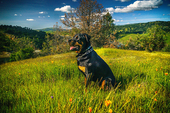 Morgan-Hill_2554