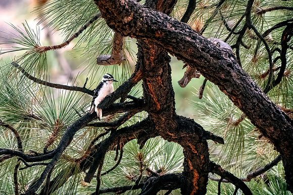 Carson-Birds_0369