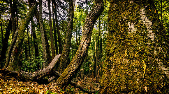 Morgan-Hill_0108A
