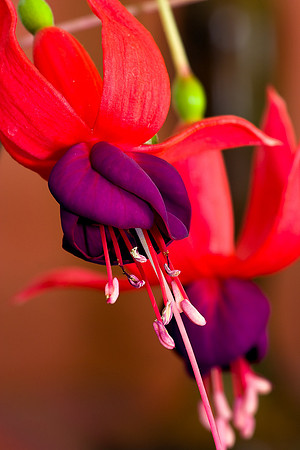Flower_6070