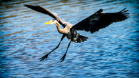 Point-reyes_01494