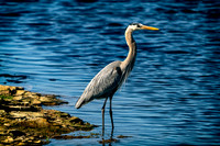 Point-Reyes_01433