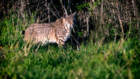 Point-Reyes_01767