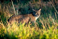 Point-reyes_01846