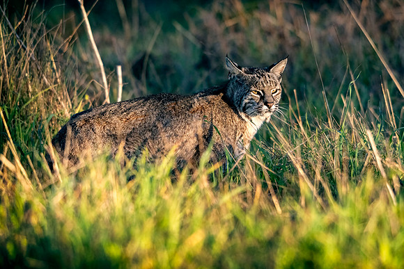 Point-reyes_01846