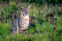Point-reyes_01873