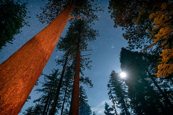 Sequoia_01803