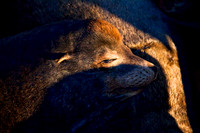 Santa_Cruz_Coast_8389