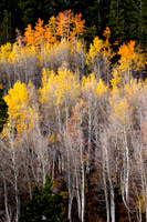 Sierra_4237
