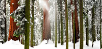 Sequoia_0506