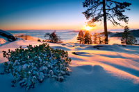 Sequoia_K0U9415