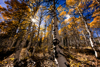 Sierra_3976