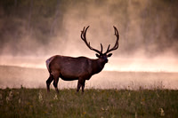 Yellowstone_7010