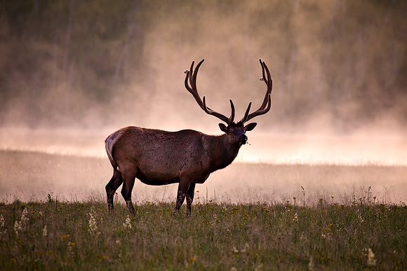 Yellowstone_7010