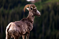 Glacier_6462