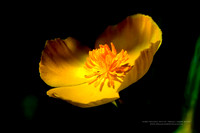 wildflower8B