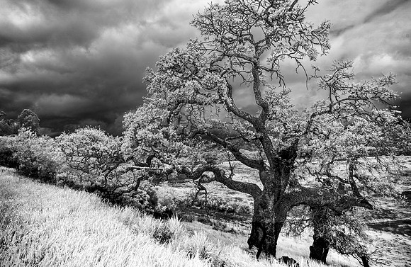 Morgan-Hill-IR_0196