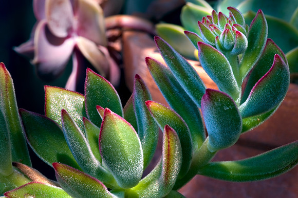 Flower_K0U5936