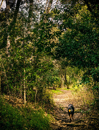 Morgan-Hill_0164