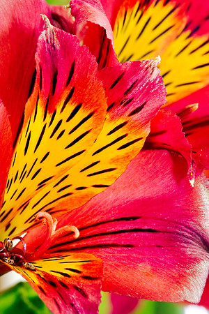 Flower_6083