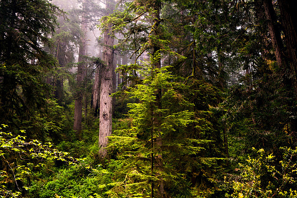 CA-OR_2010_9674
