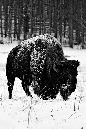 Yellowstone10A