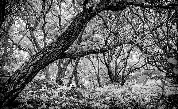 Morgan-Hill-IR_0221