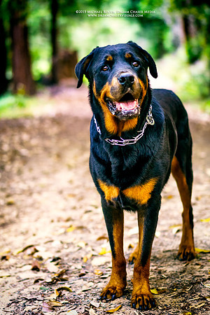 Morgan-Hill_4939