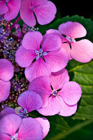 Flowers_6007