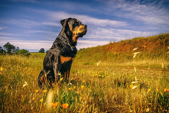 Morgan-Hill_0780