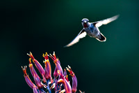 Santa_Cruz_Mnts_5100