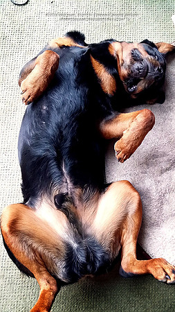 Chaser_tummy_Small