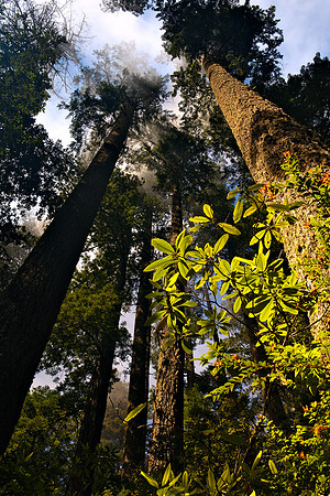 CA-OR_2010_9606