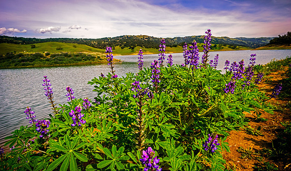 Morgan-Hill_2473