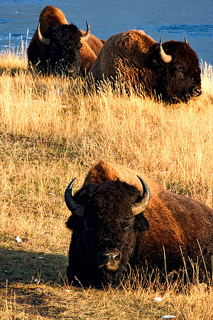 Yellowstone4B
