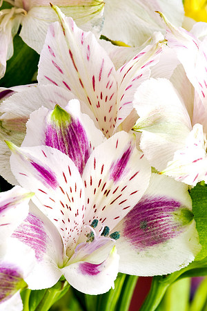 Flower_6065