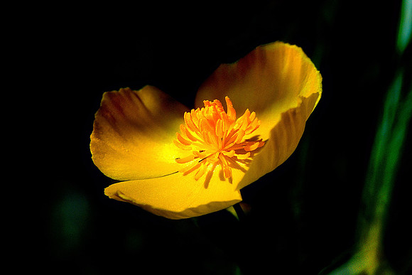 wildflower8B_tom1