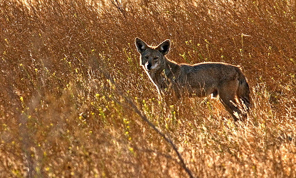 San_Luis_Wildlife9A