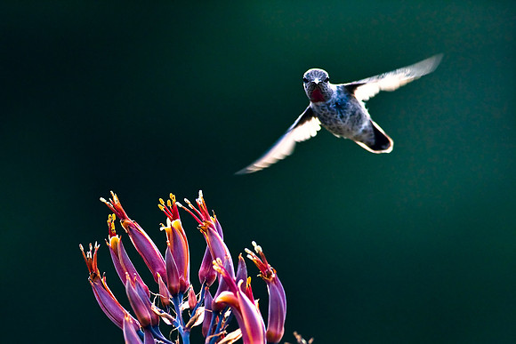 Santa_Cruz_Mnts_5100