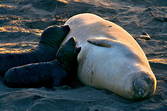 Big_Sur_K0U0491