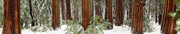 Yosemite_Panorama1A_81x15