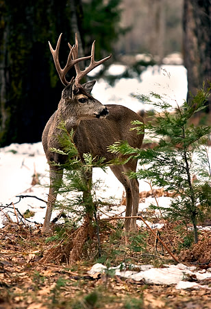Yosemite3B