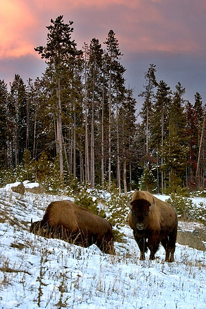 Yellowstone5A