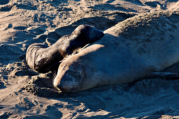 Monterey_3477