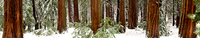 Yosemite_Panorama1A_81x15