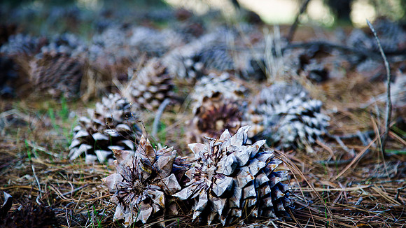 Morgan-Hill_0107