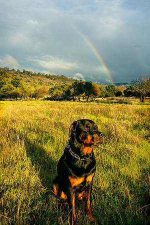 Morgan-Hill_2382
