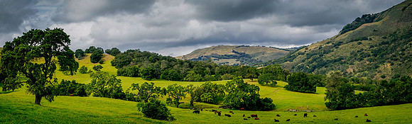 Morgan-Hill_1069